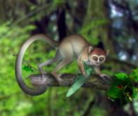 Découverte en Chine du plus ancien primate connu