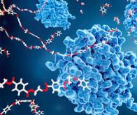 Des bactéries capables de transformer les déchets alimentaires en bioplastiques