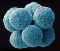Des cellules saines peuvent influencer la progression de tumeurs lors du développement de l’embryon