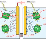 Des cellules solaires utilisant la biomasse !