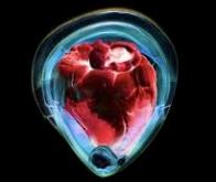 Des cellules staminales pour régénérer le coeur