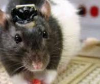 Des cerveaux de rats reliés à des ordinateurs grâce à des électrodes « vivantes »