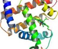 Des chercheurs découvrent une protéine qui bloque le cancer 