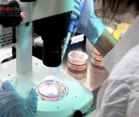 Des chercheurs japonais convertissent des cellules souches en quasi-ovocytes