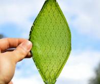 Des chercheurs japonais veulent recréer une photosynthèse artificielle pour produire de l'énergie