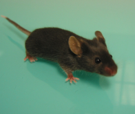 Des chercheurs parviennent à inverser l’horloge biologique d'une souris !