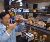 Des chercheurs parviennent à transformer la cellulose en amidon !