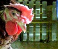 Des chercheurs toulousains de l’INRA découvrent le gène responsable de l’épilepsie du poulet