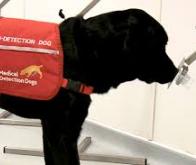 Des chiens entraînés parviennent à détecter précocement la maladie de Parkinson...