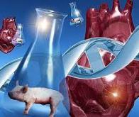 Des chirurgiens américains greffent le cœur d’un porc génétiquement modifié sur un humain