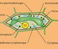 Des défenses de mitochondries animales découvertes dans des plantes