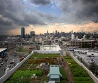 Des fermes hydroponiques et aquaponiques pour les toits des grandes villes