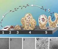 Des films microbiens électroactifs pour protéger le béton armé de la corrosion marine