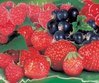 Des fraises et des myrtilles pour réduire le risque de crise cardiaque chez les femmes