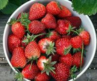 Des fraises pour protéger le cœur