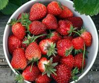 Des fraises pour protéger le cœur