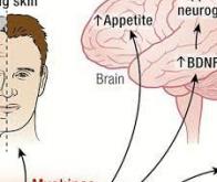 Des myokines contre le diabète