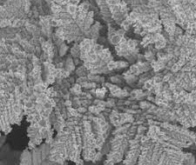 Des nano-fougères de Zinc capables de recycler le CO2