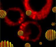Des nano-transporteurs fluorescents pour un diagnostic simple et non invasif des cellules ...