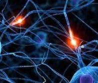 Des neurones doués de sensations apprennent à jouer à un jeu vidéo