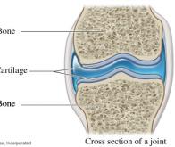 Des protéines du cartilage pourraient contribuer au développement du cancer du sein