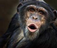 Des séquences vocales identifiées chez les chimpanzés