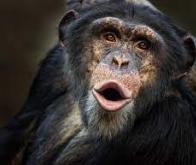 Des séquences vocales identifiées chez les chimpanzés