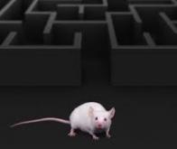 Des souris résistent à la maladie d'Alzheimer grâce à une mutation humaine