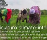 Des systèmes de culture « climato-intelligents » pour s'adapter au changement climatique