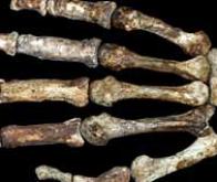 Descendons-nous de l'Australopithecus sediba ?