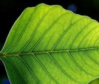 Doper la photosynthèse végétale : une voie prometteuse