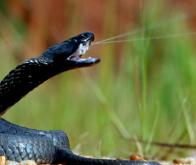 Du venin de cobra pour diagnostiquer les tumeurs cancéreuses avec précision