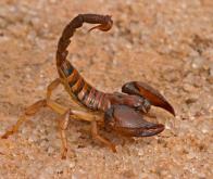 Du venin de scorpion contre la Polyarthrite rhumatoïde…