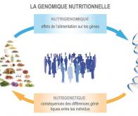 La preuve en est faite : la durée de vie est liée à la qualité de l’alimentation