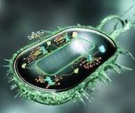  Allonger la vie avec la biologie de synthèse
