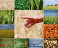Il y a assez de terres cultivables pour nourrir l’humanité en 2050 ! 