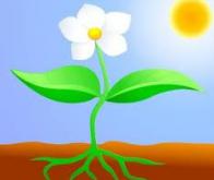 La photosynthèse artificielle : une voie prometteuse pour produire une énergie propre et bon marché