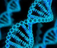 L’ADN : le stockage ultime de l'information ?