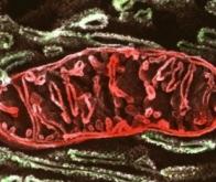Mitochondries : une immense voie de recherche s'ouvre en médecine et en biologie...