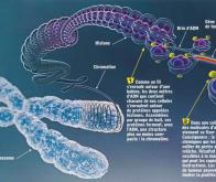 Épigénétique : comment atteindre des gènes inaccessibles ? 