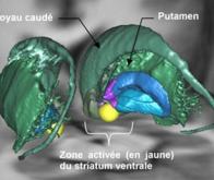 Existe-t-il dans les profondeurs du cerveau un centre général de la motivation ?