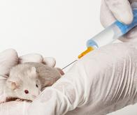 Expérimentation animale : des vers pour remplacer les souris