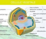 Fabriquer des fonctions cellulaires sans passer par les cellules