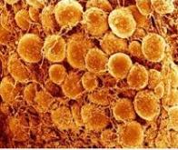 Faciliter l'entrée des médicaments au niveau cellulaire pour les rendre plus efficaces