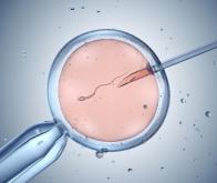 FIV : un nouveau traitement augmente les chances d'implantation de l'embryon