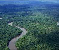 Forêt amazonienne : la moitié des arbres est constituée de seulement 227 des espèces