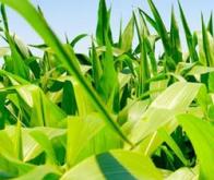 Hybridation : voie prometteuse pour la production de biocarburants ?