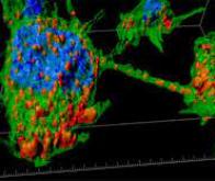 Identification de tunnels connectant les neurones dans le cerveau en développement