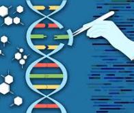Il est désormais possible d'insérer des gènes entiers dans l'ADN humain
