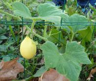 Inactiver un gène pour augmenter la diversité génétique des plantes cultivées